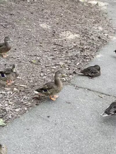 Lake Lynn Loop - Raleigh, NC