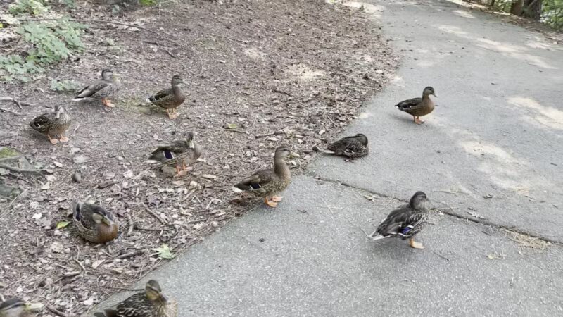 Lake Lynn Loop - Raleigh, NC