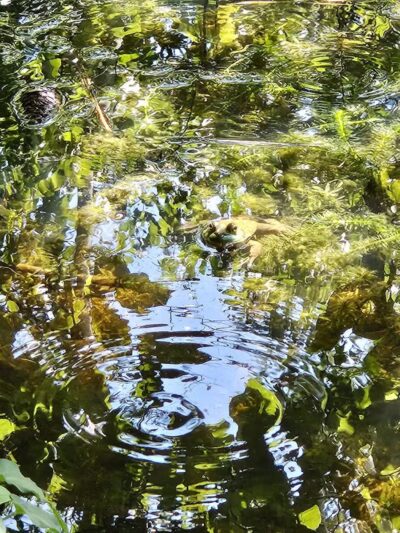 Laurel Hills Park - Raleigh, NC