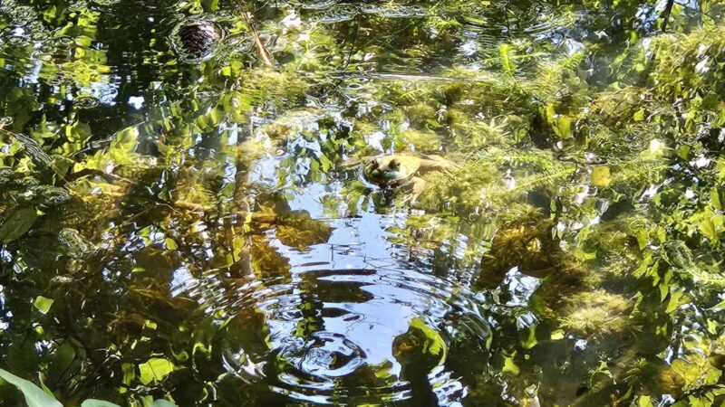 Laurel Hills Park - Raleigh, NC