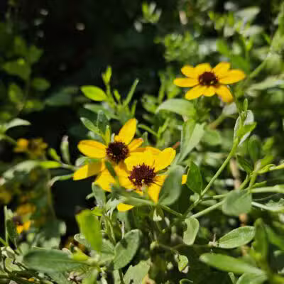 Laurel Hills Park - Raleigh, NC