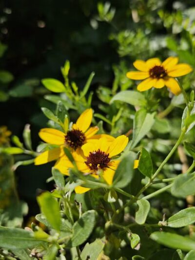 Laurel Hills Park - Raleigh, NC