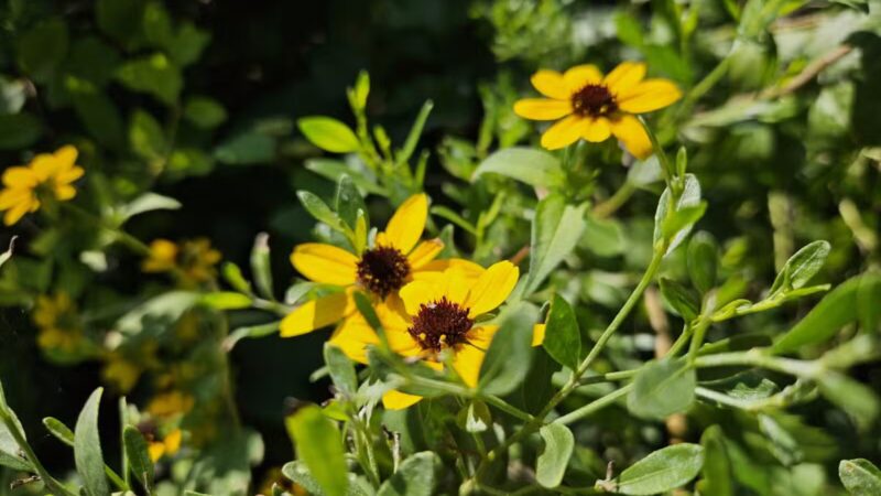 Laurel Hills Park - Raleigh, NC