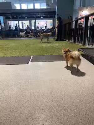 West Street Dog - Raleigh, NC