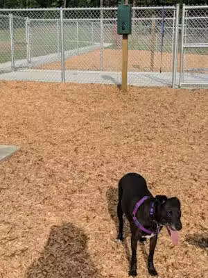 Buffaloe Road Dog Park - Raleigh, NC