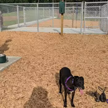 Buffaloe Road Dog Park - Raleigh, NC