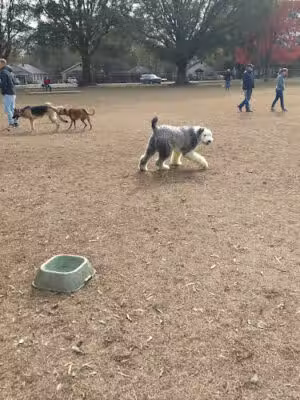 Dog Park at Dix Park - Raleigh, NC