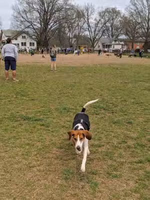 Dorthea Dix Temporary Dog Park - Parking - Raleigh, NC