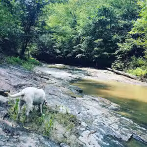 Falls Lake Trail - Raleigh, NC