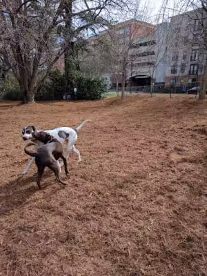 North Hills Dog Park - Raleigh, NC