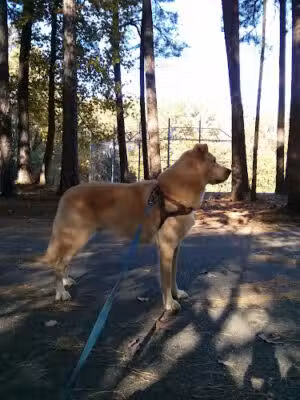 North Hills Park - Raleigh, NC