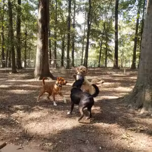 Oakwood Dog Park - Raleigh, NC