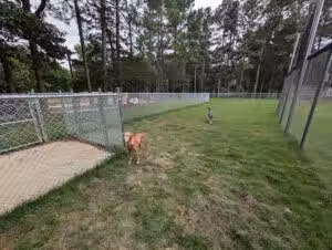 Roberts Park Dog Park - Raleigh, NC