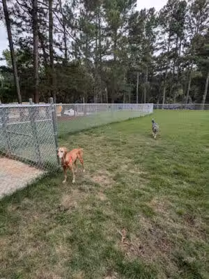 Roberts Park Dog Park - Raleigh, NC