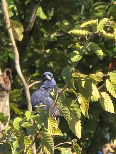 Wooten Meadow Park - Raleigh, NC