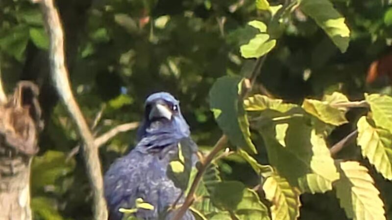 Wooten Meadow Park - Raleigh, NC