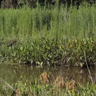 Wooten Meadow Park - Raleigh, NC