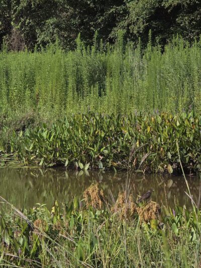 Wooten Meadow Park - Raleigh, NC
