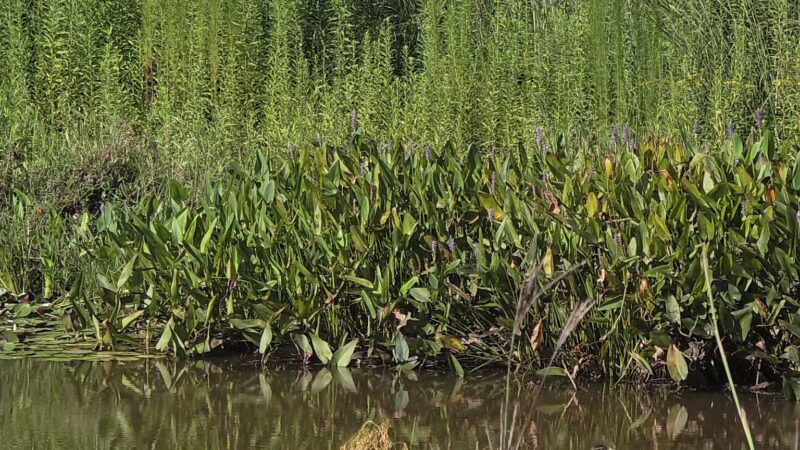 Wooten Meadow Park - Raleigh, NC