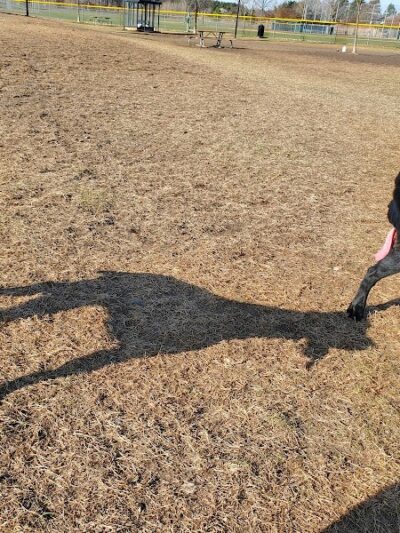 Alpine Dog Park - Ramsey, MN