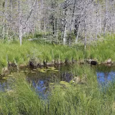 Skegemog Lake Wildlife Area North Shore Pathway Trail Head - Rapid City,