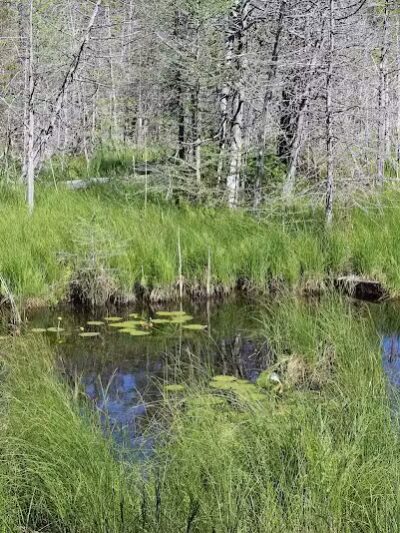 Skegemog Lake Wildlife Area North Shore Pathway Trail Head - Rapid City,