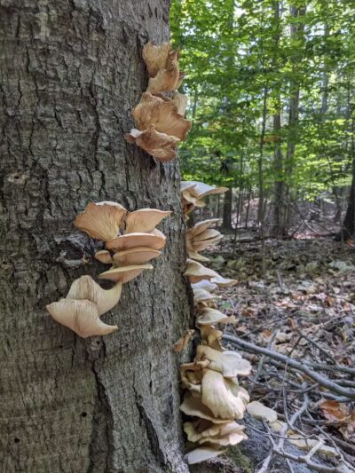 Torch River Ridge Nature Preserve - Rapid City,