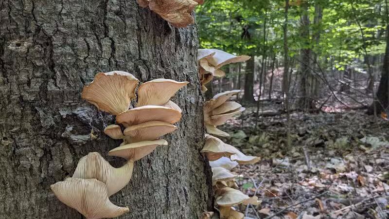 Torch River Ridge Nature Preserve - Rapid City,