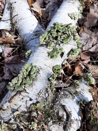 Torch River Ridge Nature Preserve - Rapid City,