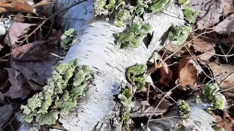 Torch River Ridge Nature Preserve - Rapid City,