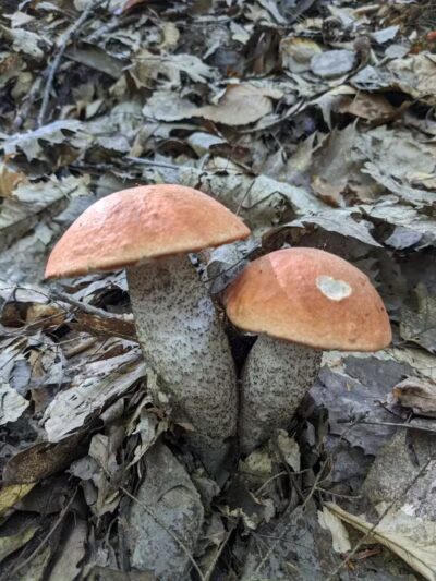 Torch River Ridge Nature Preserve - Rapid City,