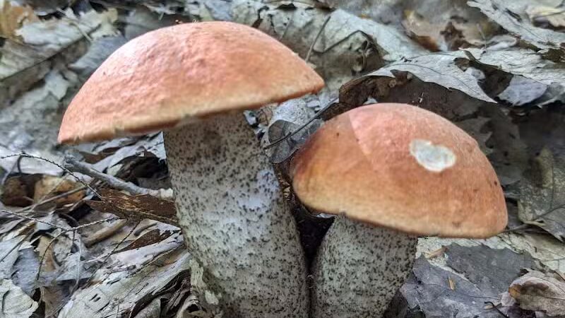 Torch River Ridge Nature Preserve - Rapid City,