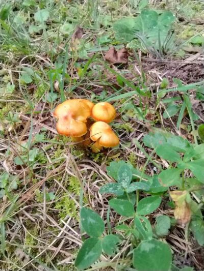 Rapid River Falls Park - Rapid River,