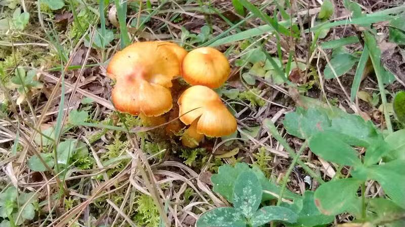 Rapid River Falls Park - Rapid River,