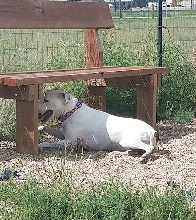 Raton dog park - Raton, NM
