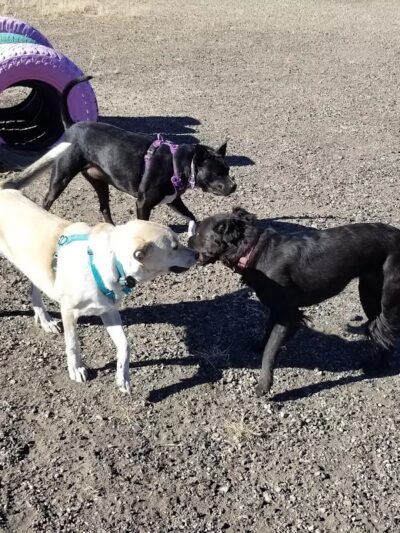 Raton dog park - Raton, NM