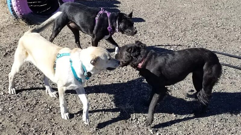 Raton dog park - Raton, NM