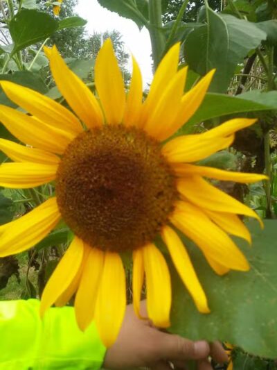 Conklin Park - Ravenna,