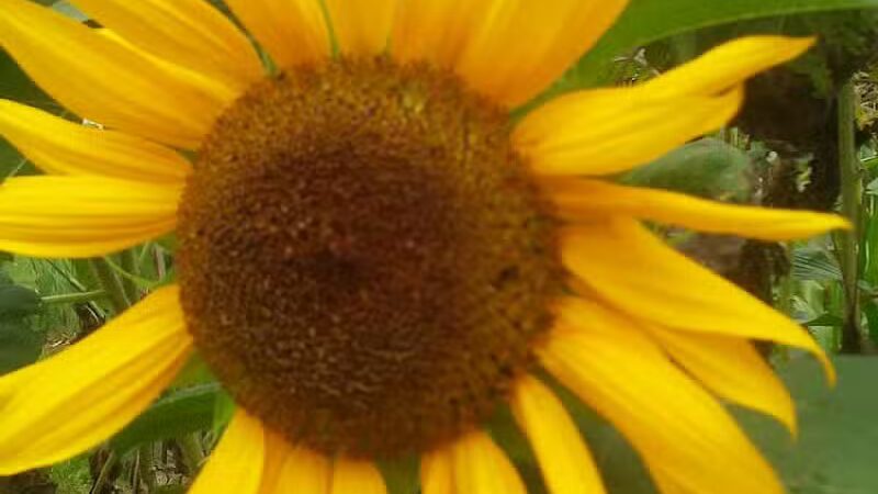 Conklin Park - Ravenna,