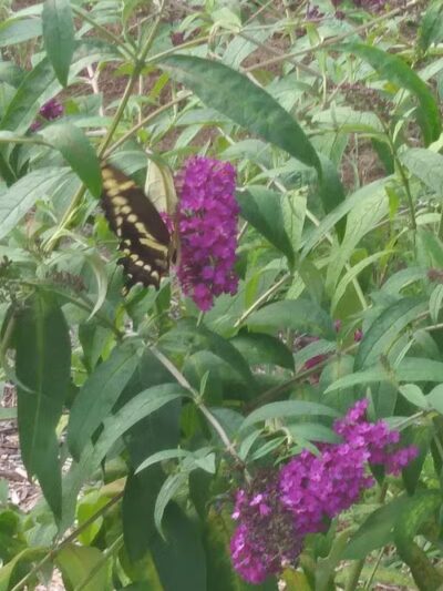 Conklin Park - Ravenna,