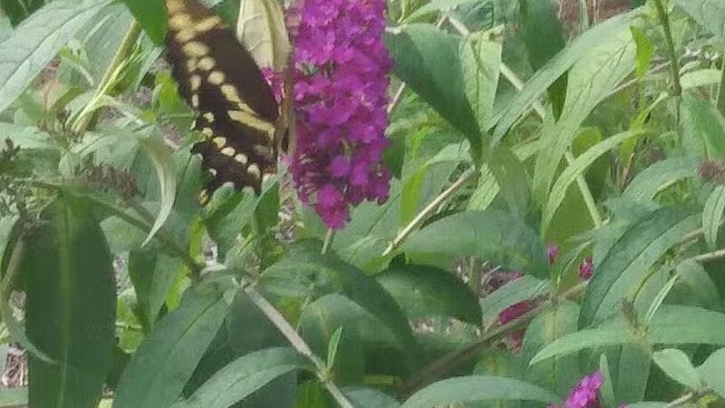 Conklin Park - Ravenna,