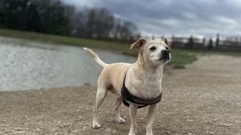 West Branch Dog Park - Ravenna,