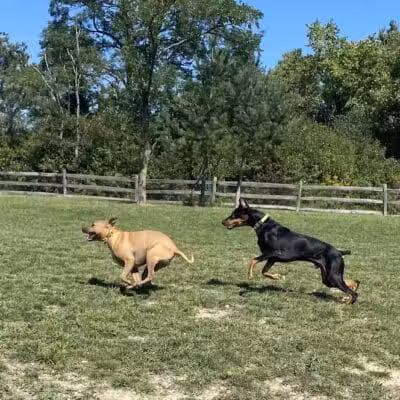 West Branch Dog Park - Ravenna,
