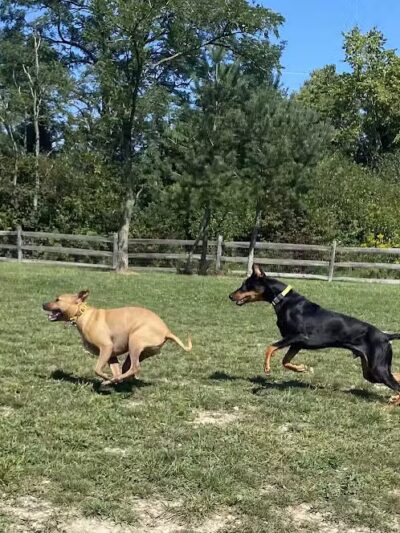 West Branch Dog Park - Ravenna,
