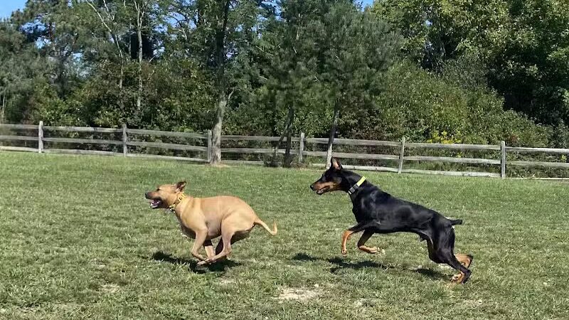 West Branch Dog Park - Ravenna,