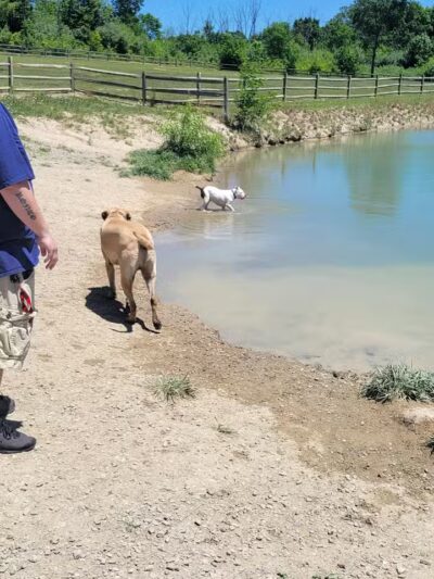 West Branch Dog Park - Ravenna,