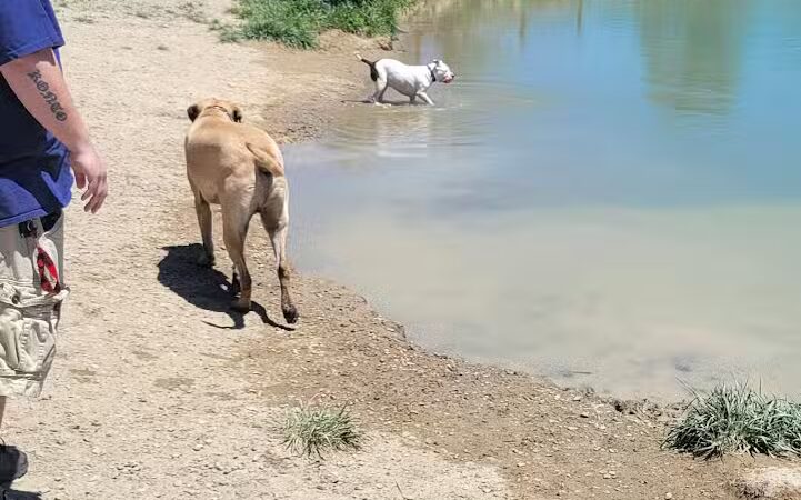 West Branch Dog Park - Ravenna,