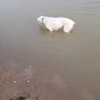 West Branch Dog Park - Ravenna,