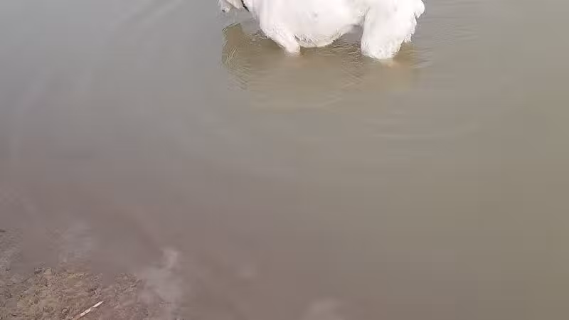 West Branch Dog Park - Ravenna,