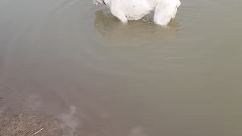 West Branch Dog Park - Ravenna,